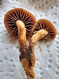 Psilocybe coprophila image