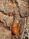 Psilocybe coprophila image