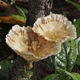 Cymatoderma caperatum image
