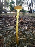 Battarrea phalloides image