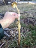 Battarrea phalloides image