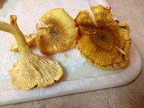 Cantharellus lewisii image