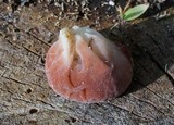 Auricularia fuscosuccinea image