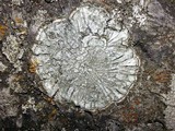 Pertusaria albescens var. albescens image