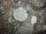 Pertusaria albescens var. albescens image
