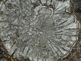 Pertusaria albescens var. albescens image