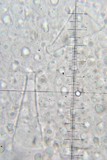 Pluteus petasatus image