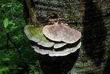 Trametes gibbosa image