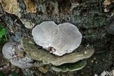 Trametes gibbosa image
