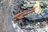 Gymnopus semihirtipes image