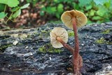 Gymnopus semihirtipes image