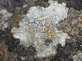 Ochrolechia subpallescens image