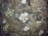 Ochrolechia subpallescens image