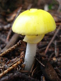 Amanita elongata image