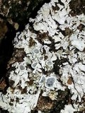 Physconia americana image