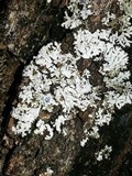 Physconia americana image