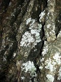 Physconia americana image
