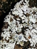 Physconia americana image
