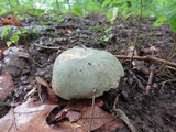 Russula parvovirescens image