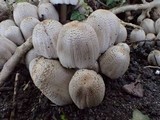 Coprinopsis romagnesiana image