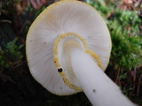 Amanita elongata image