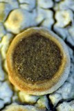 Ochrolechia subpallescens image