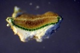 Ochrolechia subpallescens image