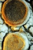 Ochrolechia subpallescens image