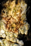 Ochrolechia subpallescens image