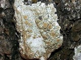 Ochrolechia subpallescens image