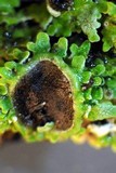 Physconia americana image
