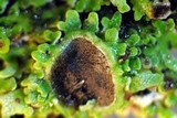 Physconia americana image