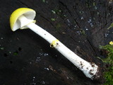 Amanita elongata image