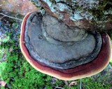 Fomitopsis mounceae image