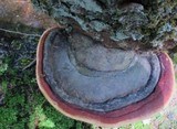 Fomitopsis mounceae image