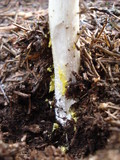 Amanita elongata image