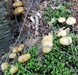Kuehneromyces marginellus image