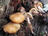 Kuehneromyces marginellus image