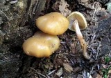 Kuehneromyces marginellus image