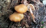 Kuehneromyces marginellus image
