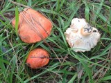 Gyroporus ballouii image