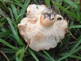 Tylopilus balloui image