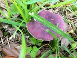Russula mariae image