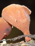 Dacryopinax elegans image