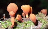 Dacryopinax elegans image
