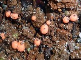 Lycogala epidendrum image