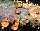 Dacryopinax elegans image