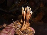 Hymenochaete damicornis image