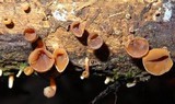 Dacryopinax elegans image