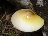 Volvariella bombycina var. flaviceps image